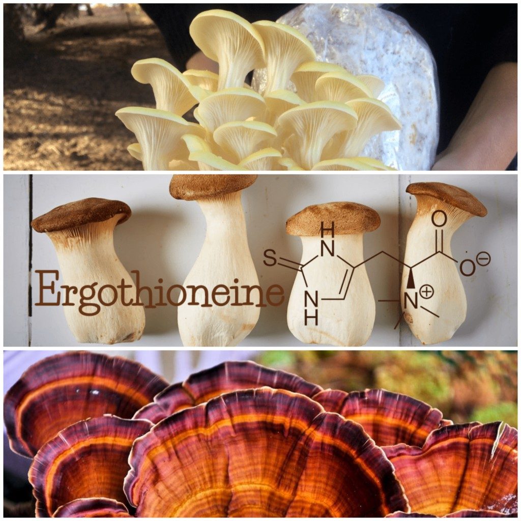 Ergothioneine: The mushroom-sourced antioxidant