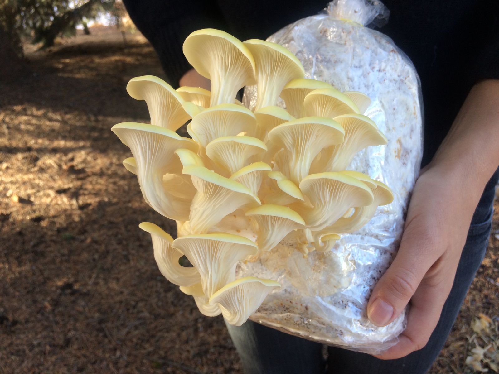 Yellow oyster mushrooms growing out of a bag