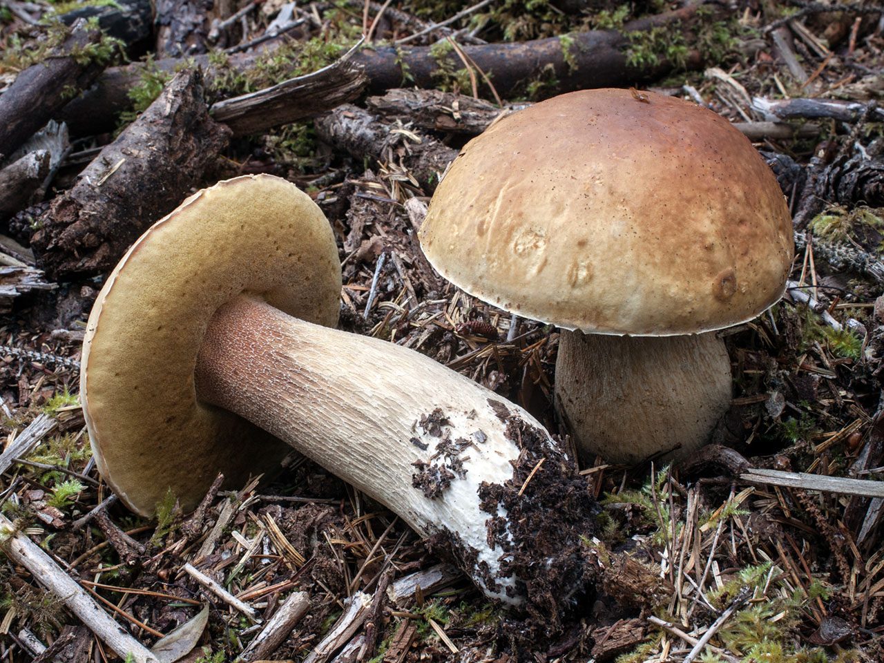 boletus edulis or cepes mushroom