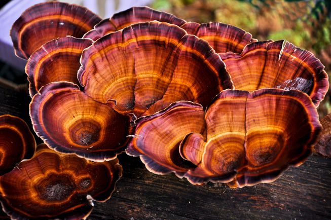 Reishi mushroom