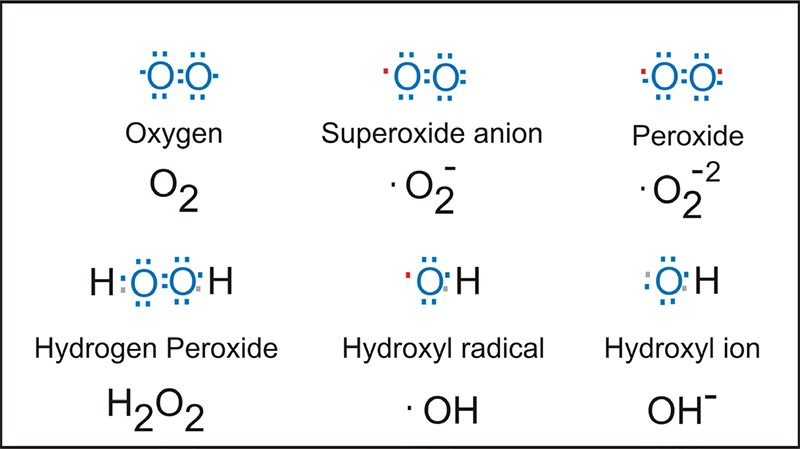 chart of free radicals or reactive oxygen species examples that cause oxidative stress and drive aging