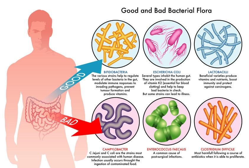 good and bad bacterial flora