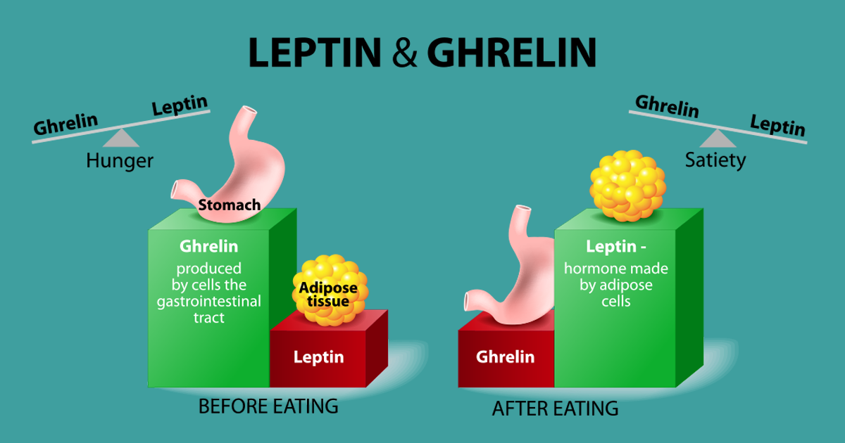 balance of leptin and ghrelin before and after meals