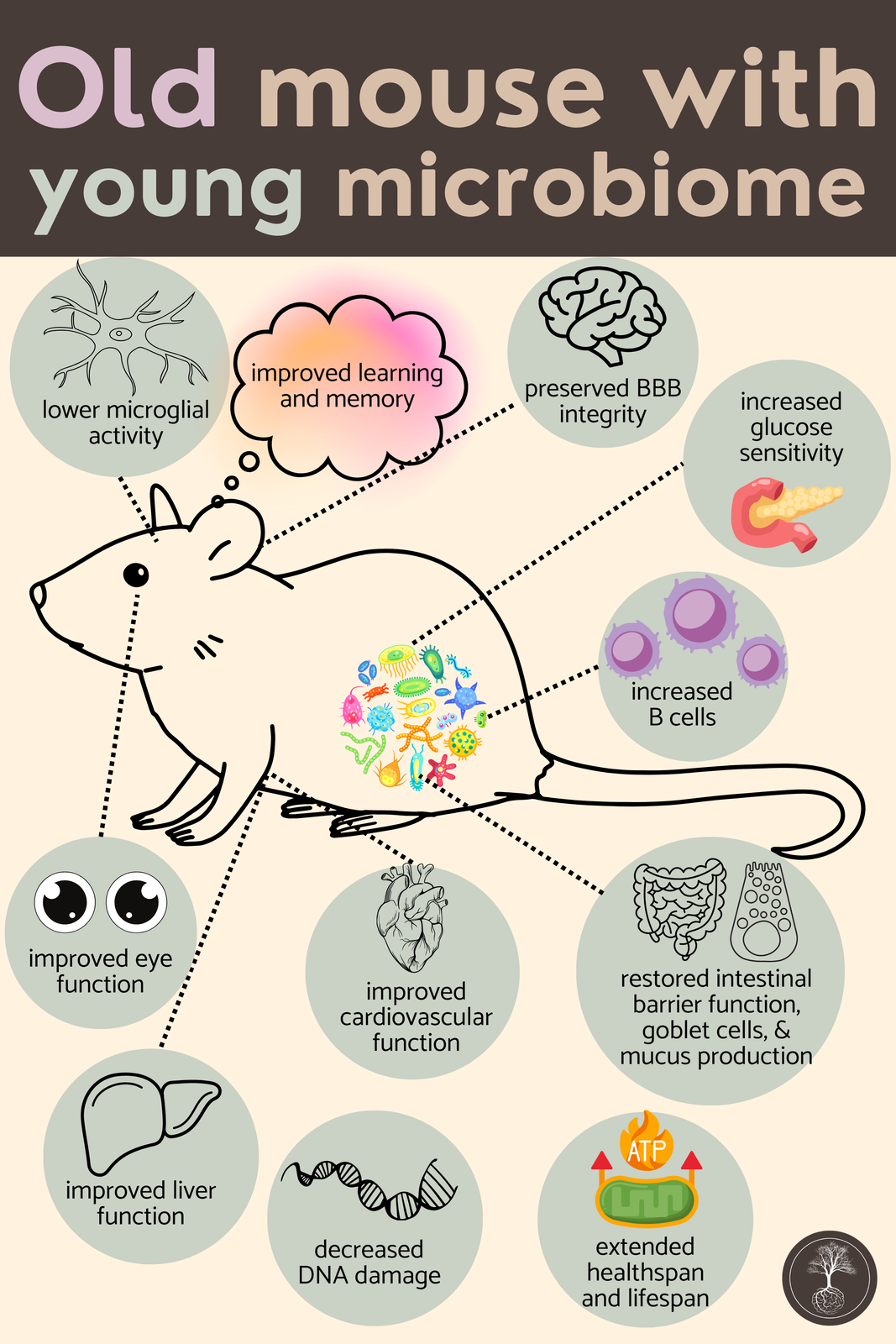 old mouse with young microbiome FMT physiological benefits of rejuvenation technology to organs
