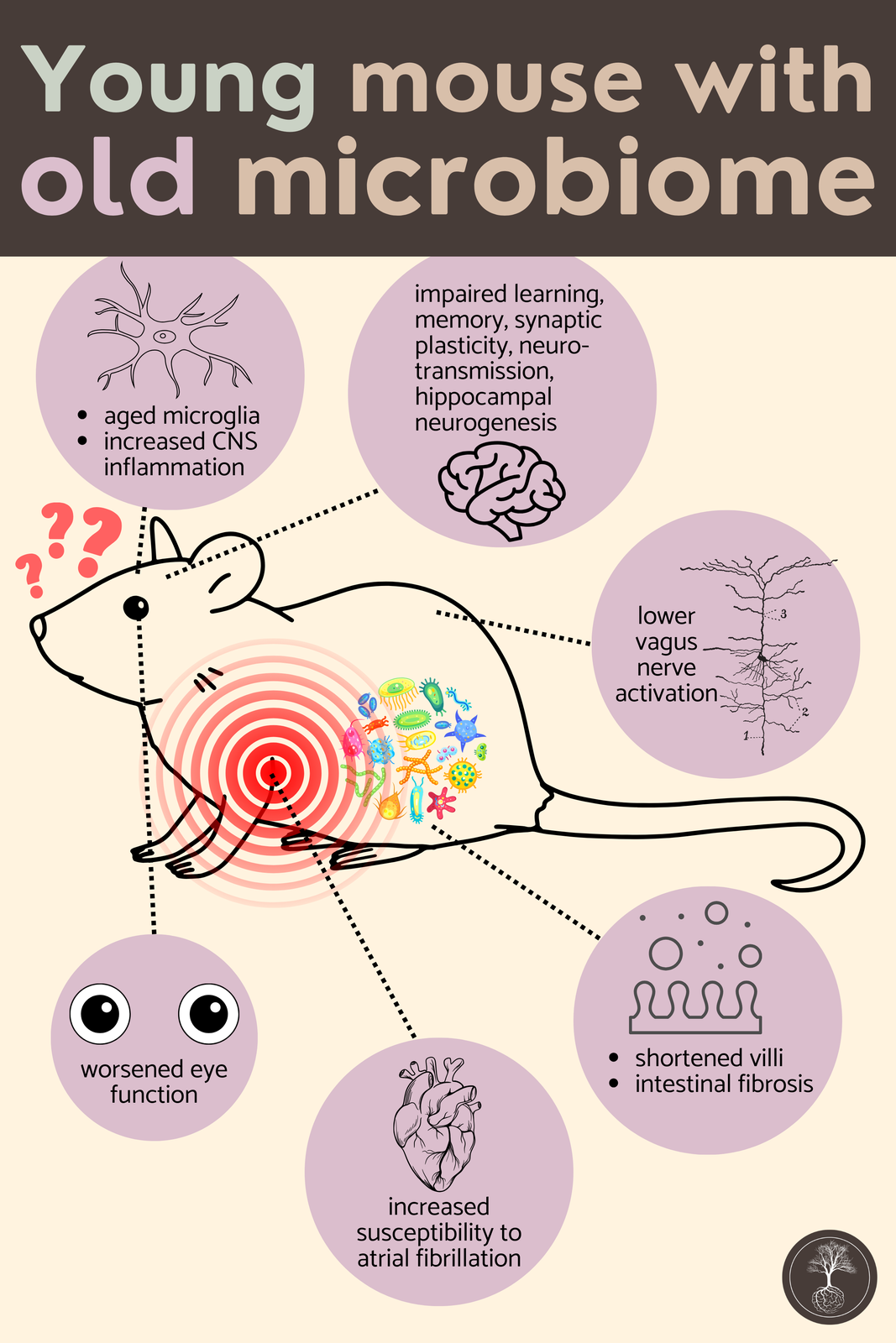 young mouse with old microbiome health problems infographic
