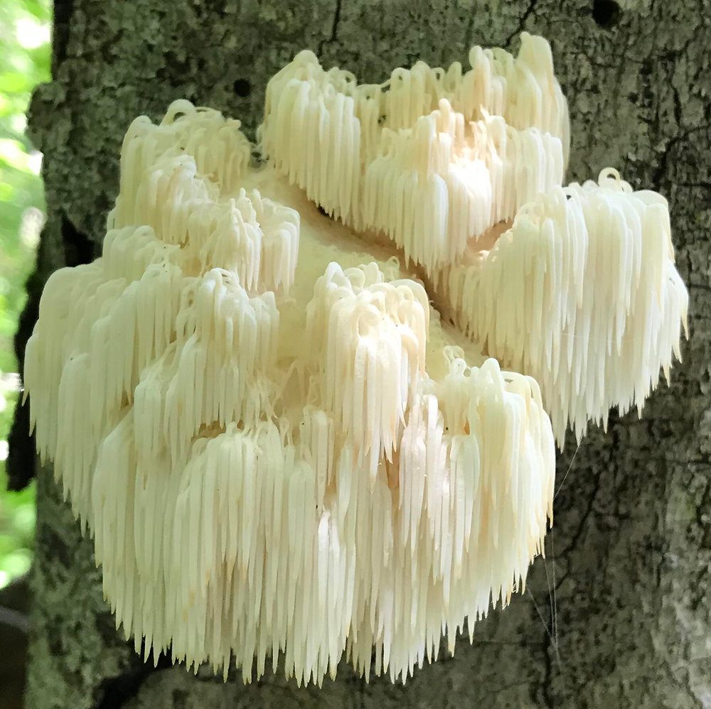 Lion's mane mushroom: Medicinal benefits