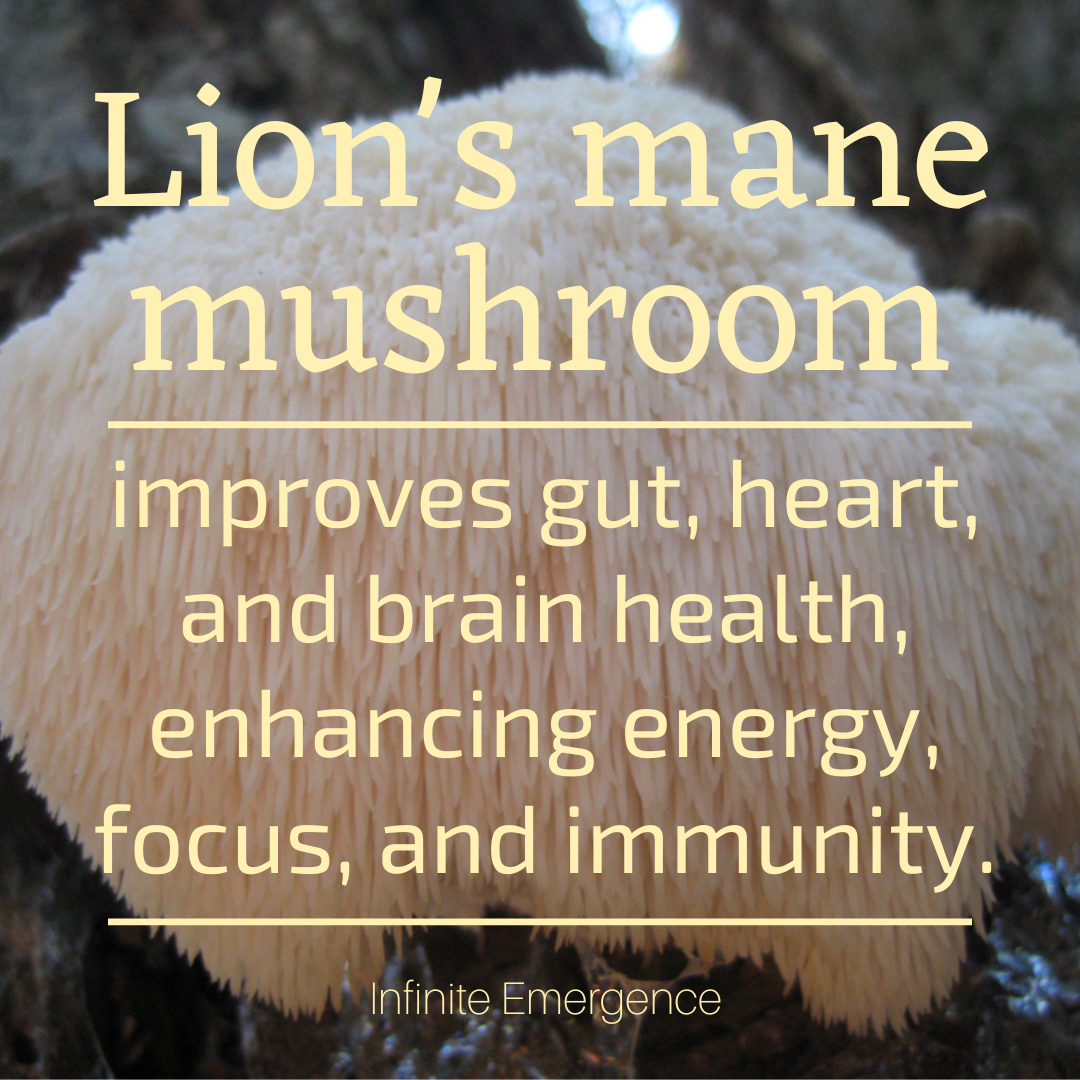 Lion's mane mushroom improves gut, heart, and brain health, enhancing energy, focus, and immunity.