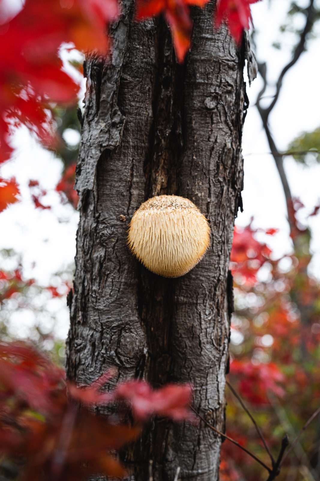 lions mane mushroom growing on a tree in fall