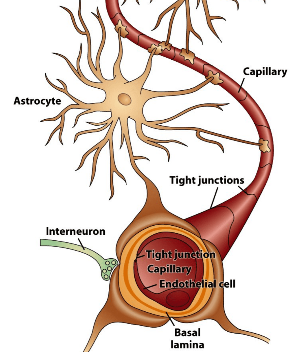 blood-brain barrier