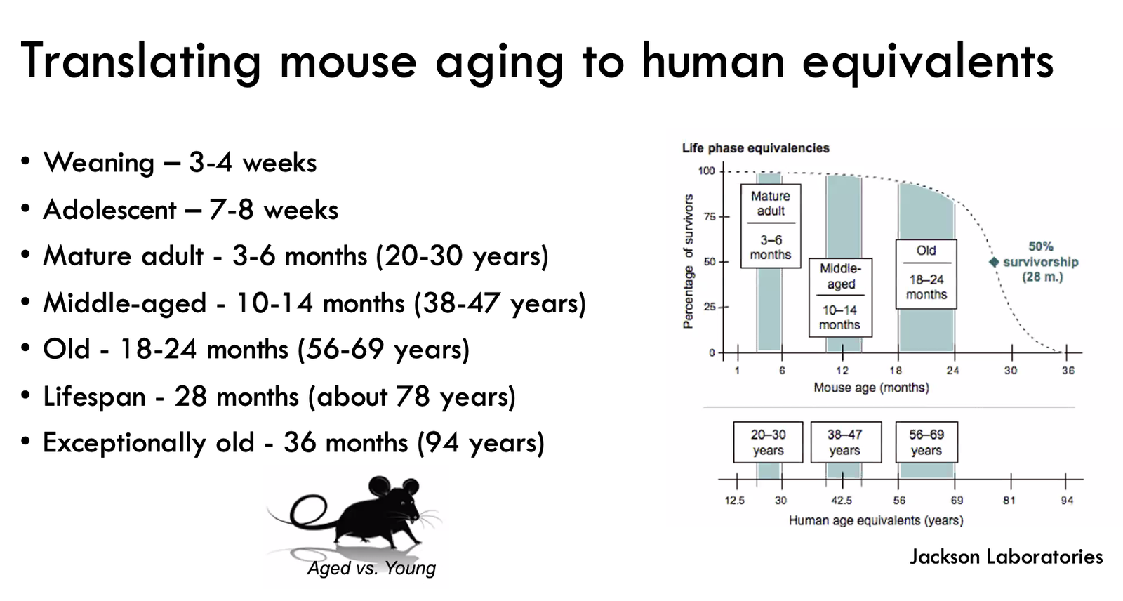 mouse aging conversion to human equivalent years