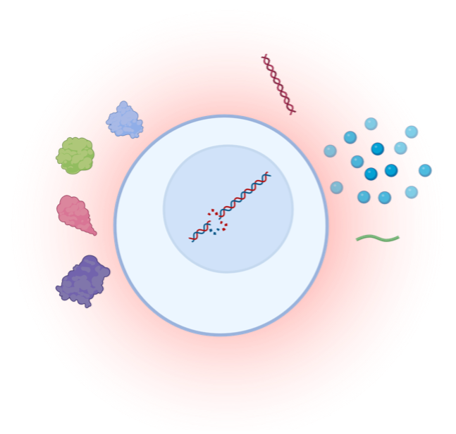 senescent cell with SASP inflammation